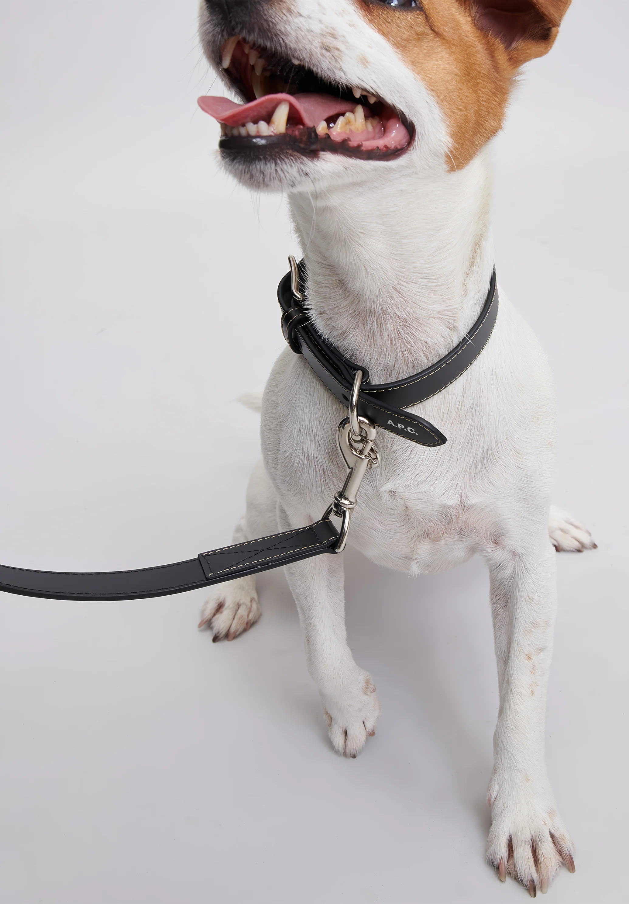 Toutou leather collar - Image 3