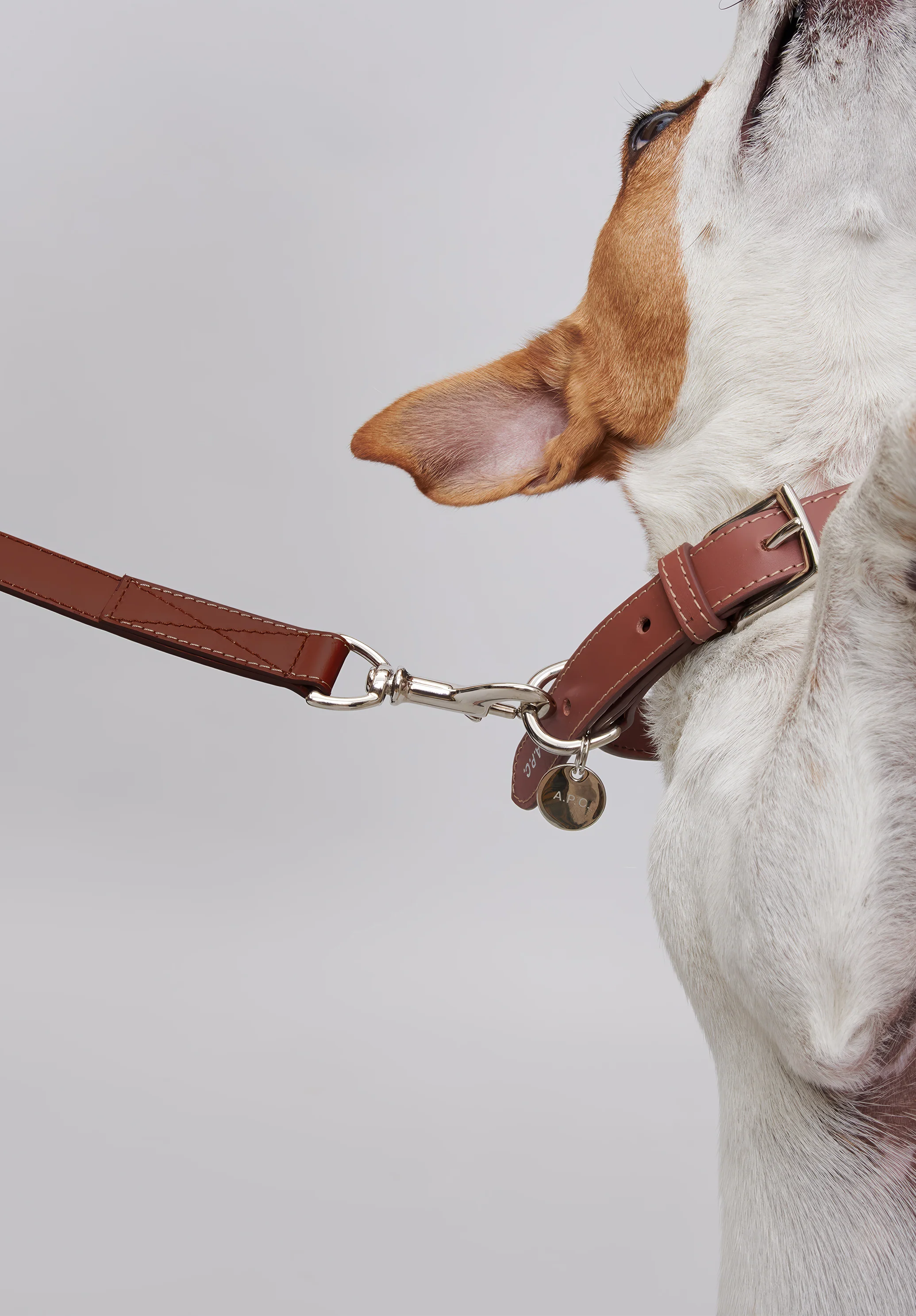 Toutou leather leash - Image 3
