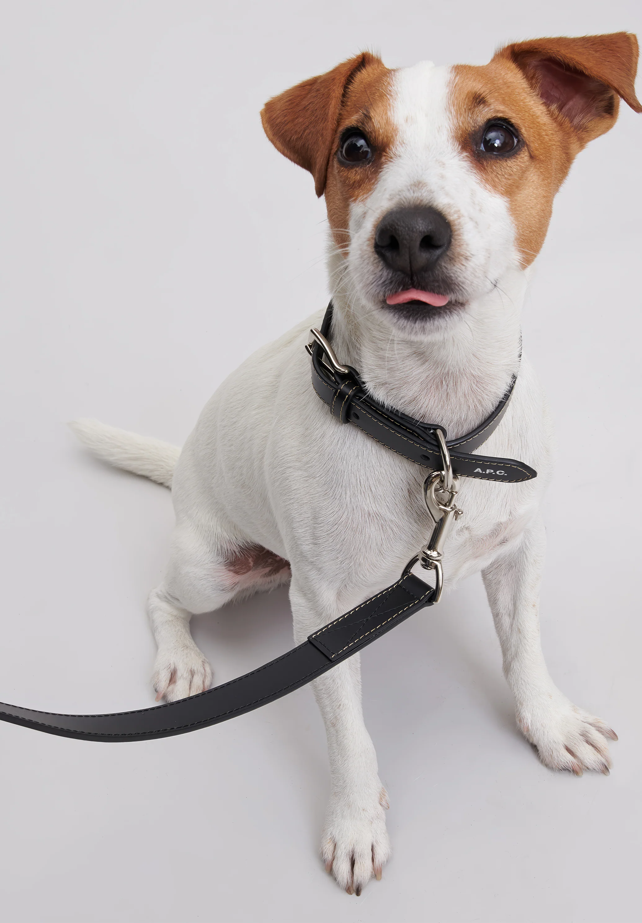 Toutou leather leash - Image 3